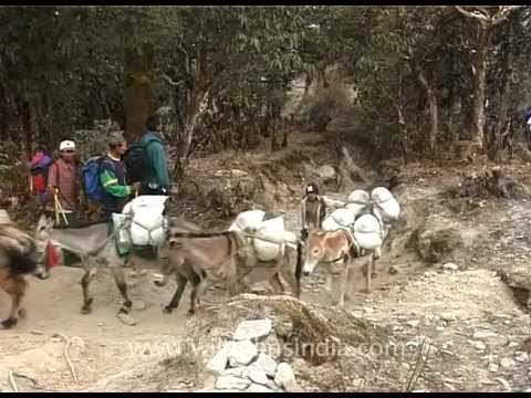 Pack of mules - The little porters on the way to Mt. Everest!
