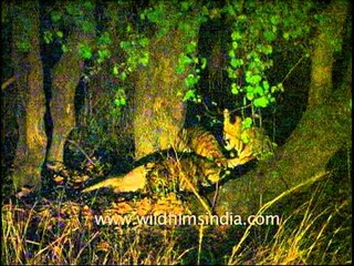 Tiger family feasting on a pitch black night!