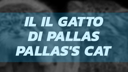 the Pallas cat gatto gigante