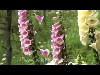 Fantastic foxgloves in Bhutan!