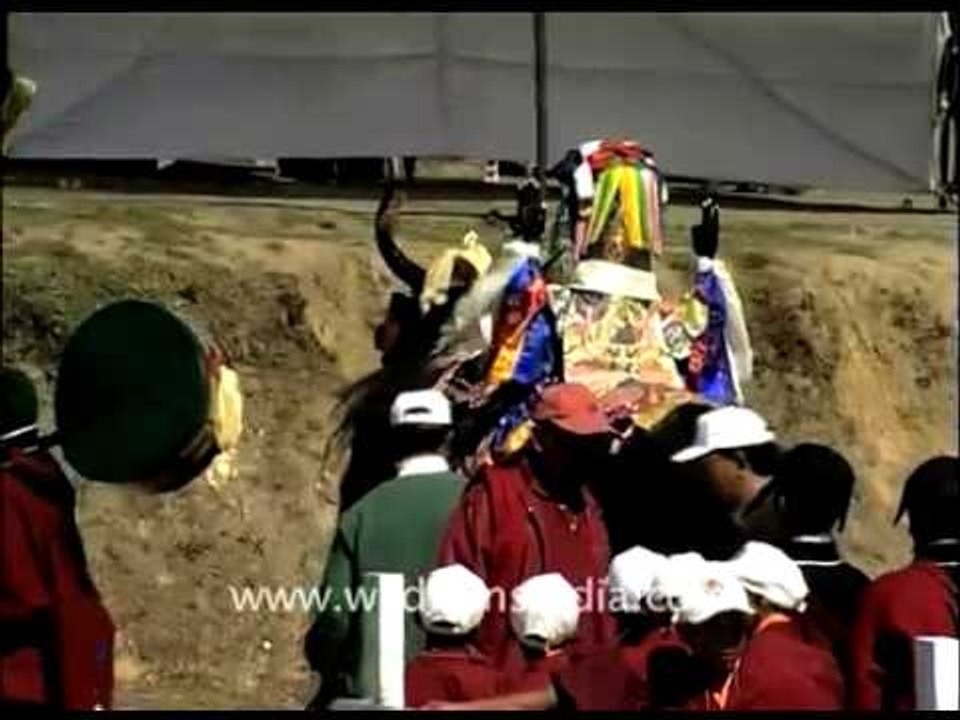 Yak rotating its head 360 degrees!