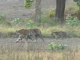 Sher Khan's family in central India's jungles!