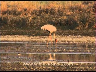 Sarus Crane - The world's tallest flying bird