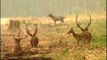 Chital or Spotted deer seem relaxed and don't anticipate a tiger's visit