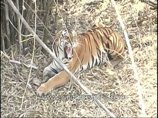 Getting close to a tiger in Kanha Park!