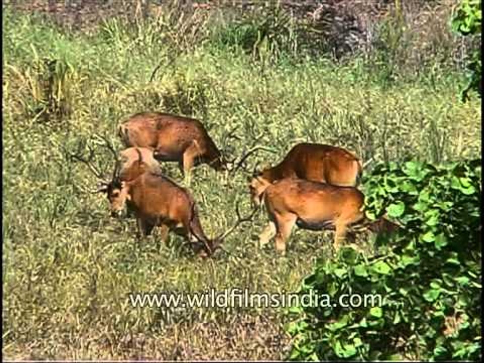 Barasingha in the grasslands of Kanha
