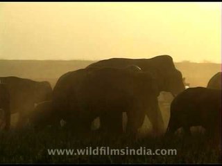 Elephant's angry trumpet - Jim Corbett National Park