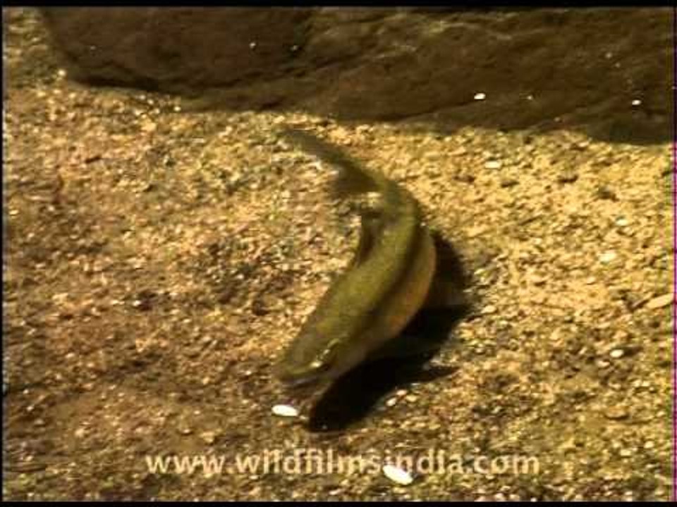 A young mahseer in the Himalayan foothills