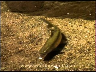 A young mahseer in the Himalayan foothills