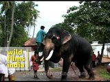 Man climbs elephant's leg to get atop his elephant!