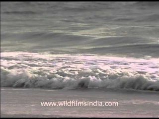 White waves off Goa's coast...