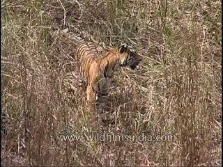 Tiger pulling along a dead deer with difficulty!