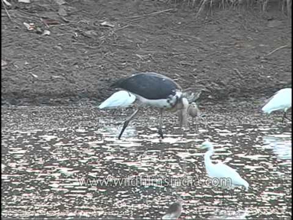 Birds wading in the water searching for food!