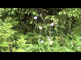Of ferns and flowers, Bumthang valley of Bhutan!