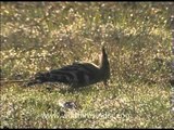 Hoopoe (Upupa epops)