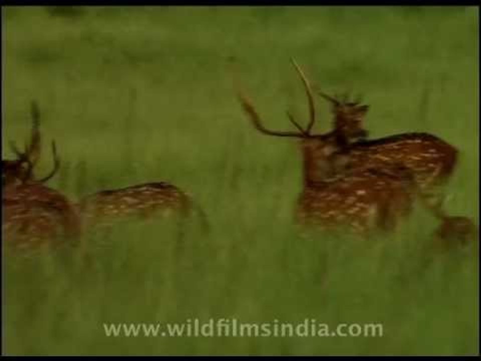 Chital or Spotted Deer in a northern Indian grassland