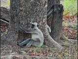 Langurs scampering around under a tree!