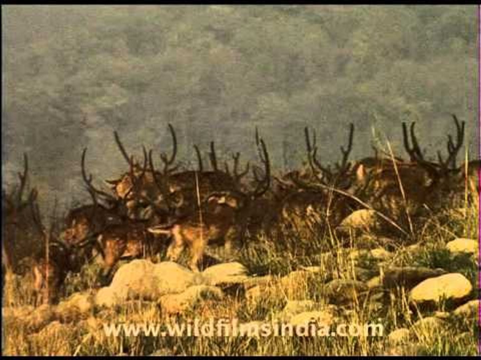 Deer trail in Corbett National Park!!