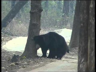 Sloth bear poops in Kanha forest!