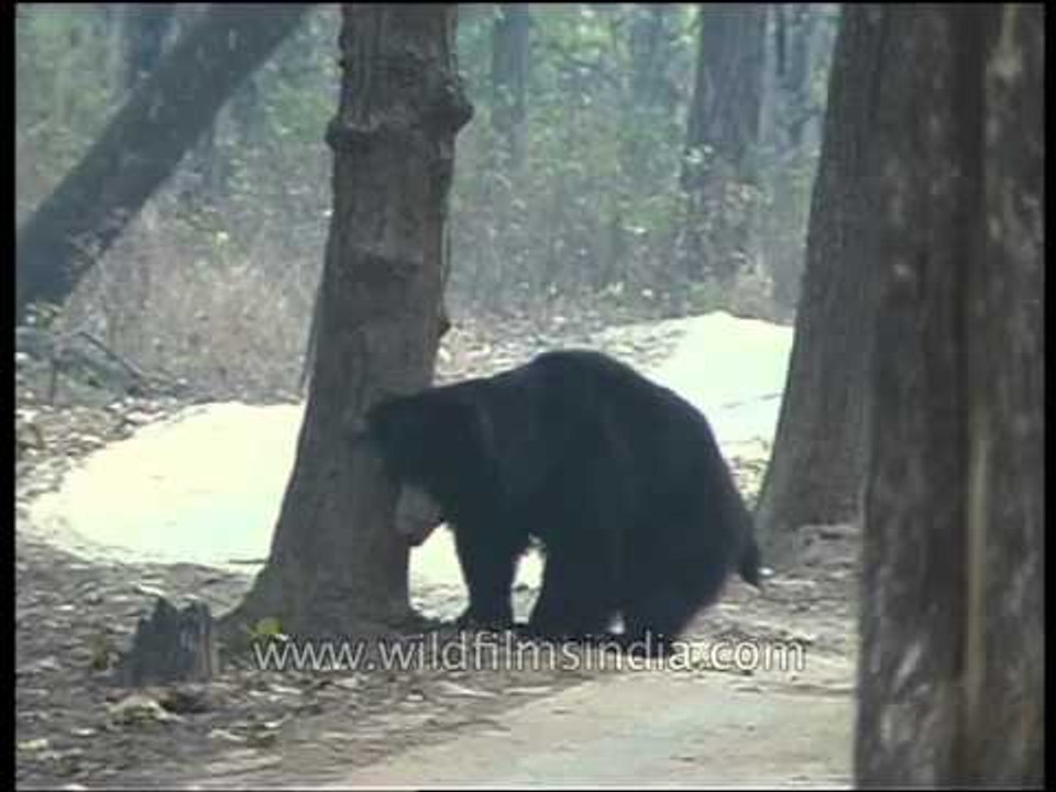 Sloth bear poops in Kanha forest!