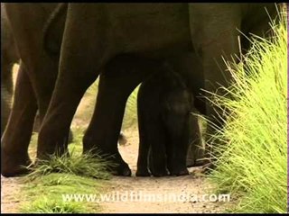 A baby Elephant learns to walk with the herd!