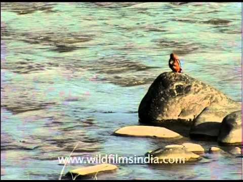 Birds of Corbett Park: white-necked Stork, Crow-pheasant and Black Partridge