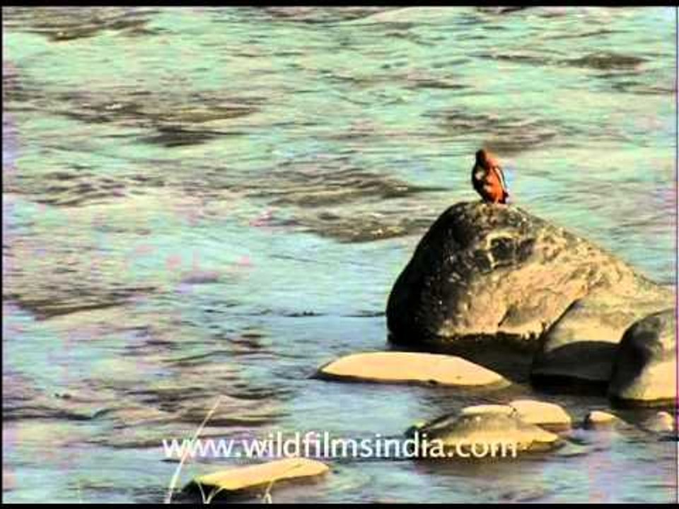 Birds of Corbett Park: white-necked Stork, Crow-pheasant and Black Partridge