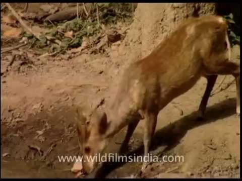Herds of Spotted Deer, Sambhar and Barking Deer in Corbett