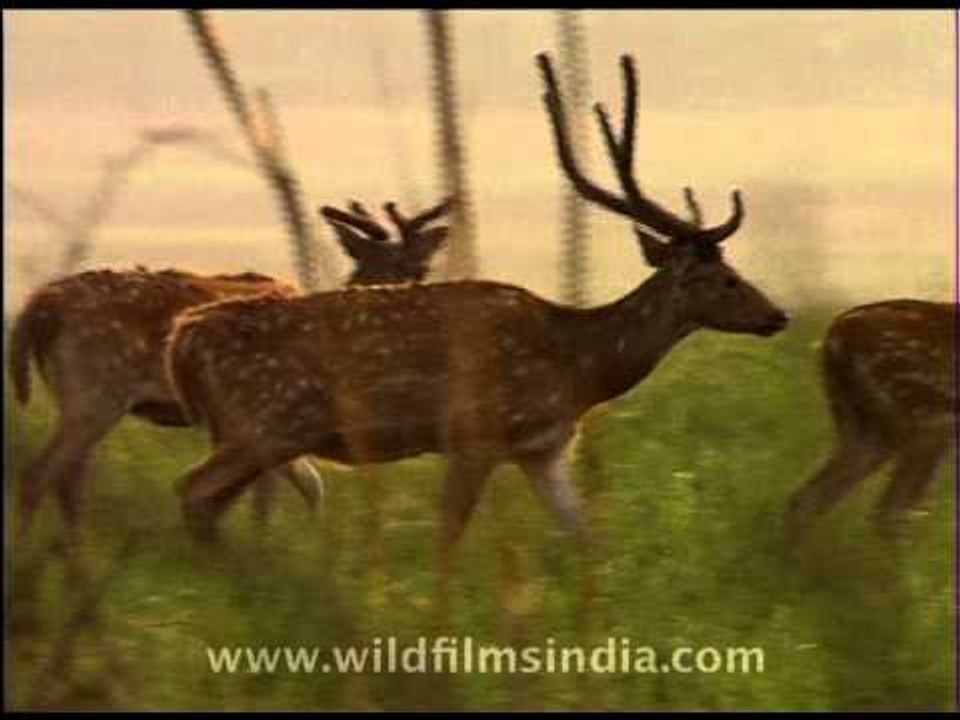 Chitals grazing in the wilderness of Jim Corbett National Park