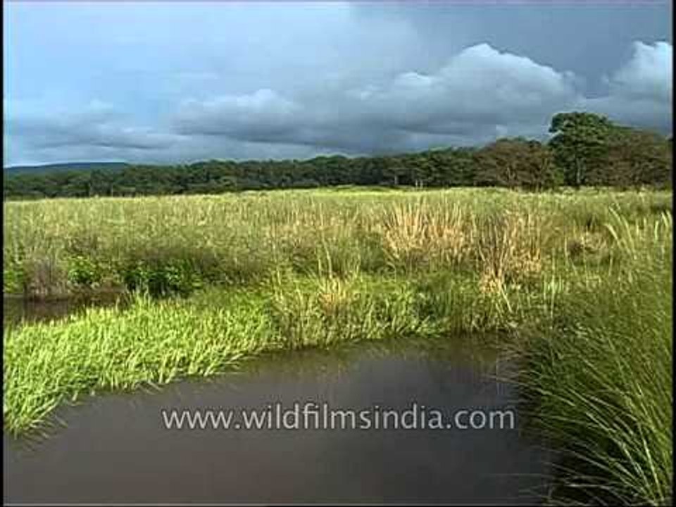 Extensive wilderness, forest and wetland areas of Kanha National Park