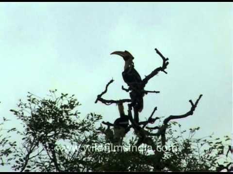 A pair of Pied Hornbills sitting on a dead tree top and calling away