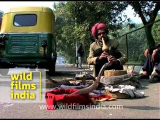 Cobra snake show on the streets of Delhi - archival footage