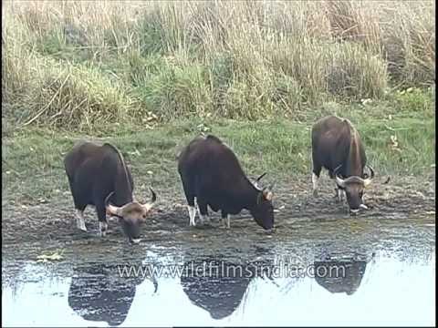 Trio of Gaur at a water-hole, Kanha National park