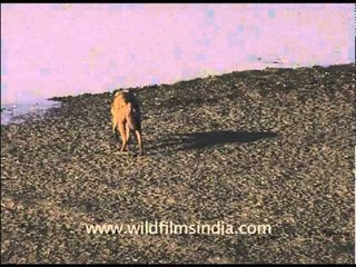 Jackal sniffs ground for scraps of food