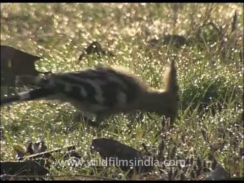 Hoopoe digging for worms and insects