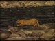 Jungle cat swims across the Ramganga river - rare sight!