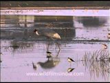 Sarus Crane and a Black-winged Stilts in water