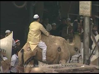 Camel's last walk before sacrifice on Eid