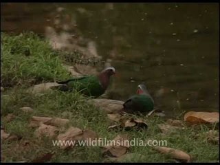 Pair of Emerald Doves
