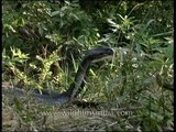Cobra in attack mode in central India's forests
