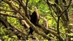 Pallas' Fishing Eagle, Indian Pied Hornbill and other exciting birds!