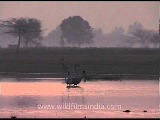 Night life of the Sarus crane!!