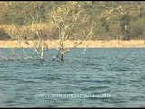 Boating across the biggest river in Nagaland