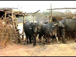 Maldhari tribals breed Indian rural Buffaloes for meat and milk: attractive woman sends them off