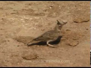 Crested Lark