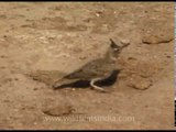 Crested Lark
