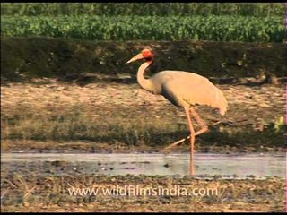 Massive group of Sarus Cranes!