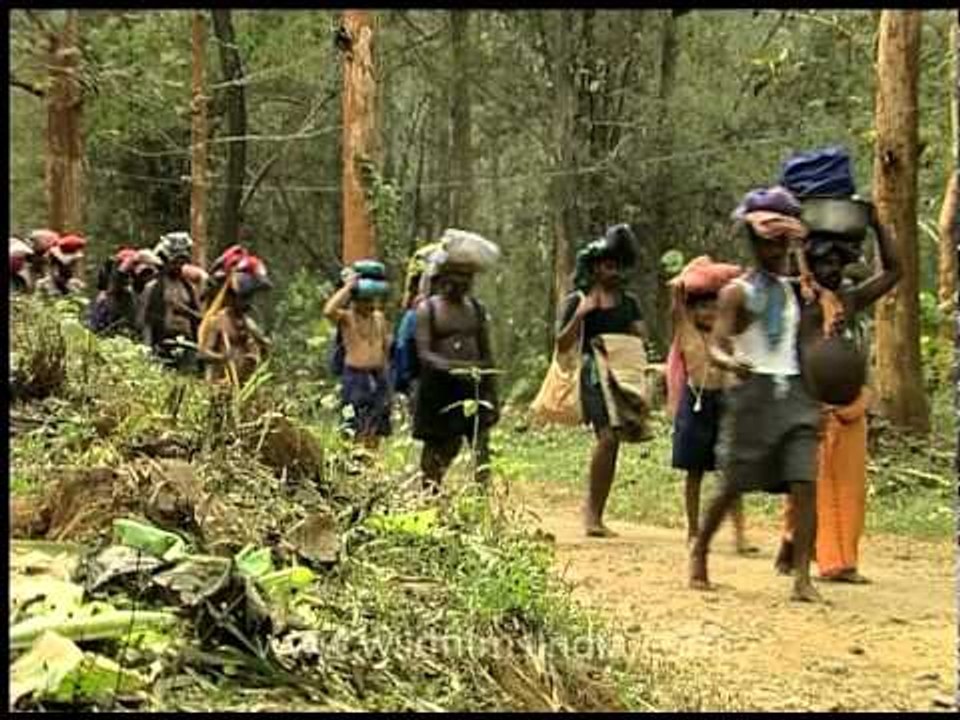 Devotees trek through dense forest to reach Sabarimala