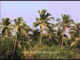 Coconut trees sway along the Goa shore