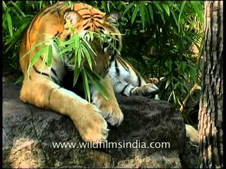 Wakey, wakey! sleepyhead tiger of Kanha..